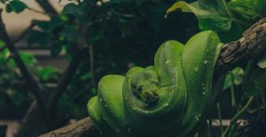 Lire la suite à propos de l’article Reptiles World