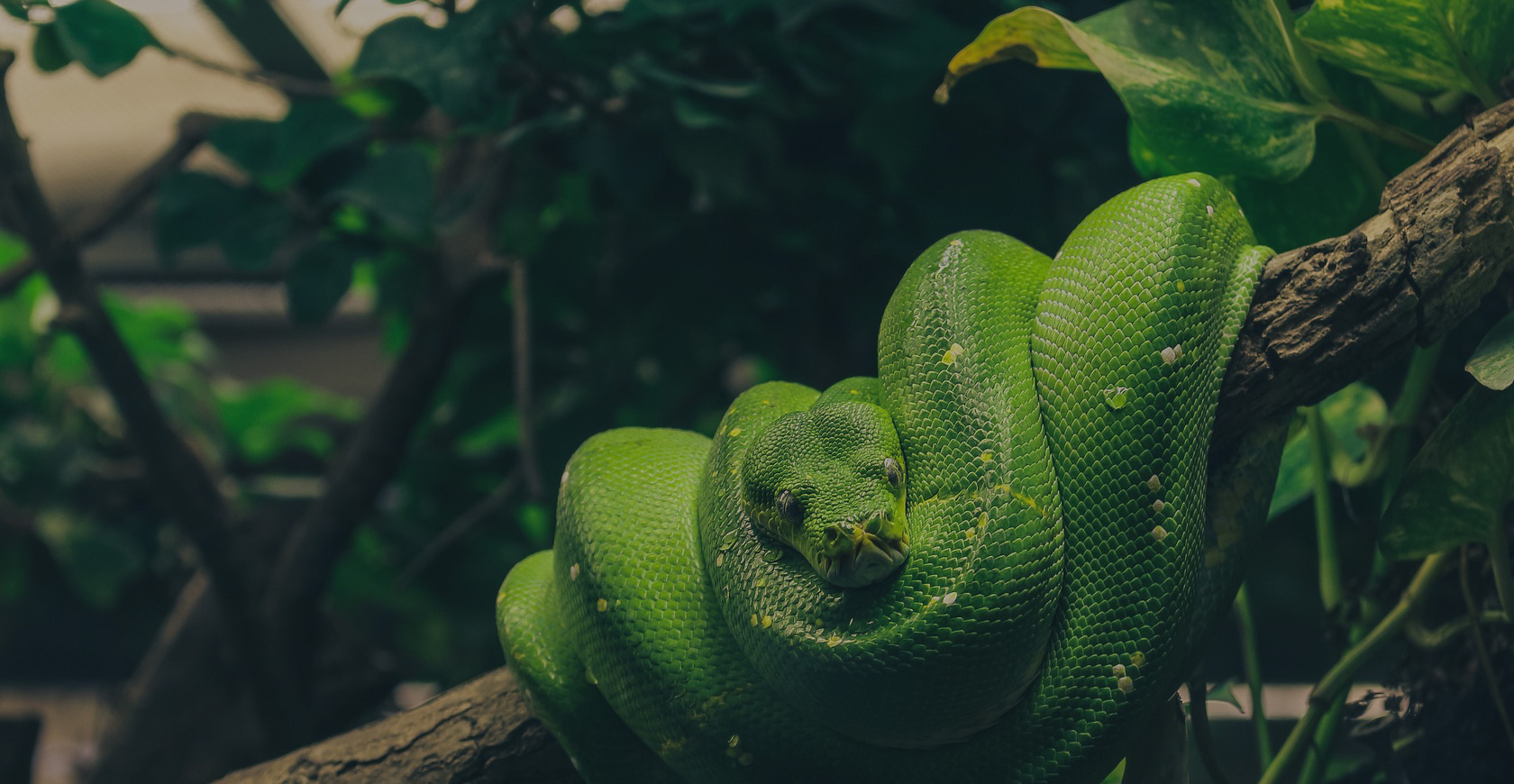 Lire la suite à propos de l’article Reptiles World